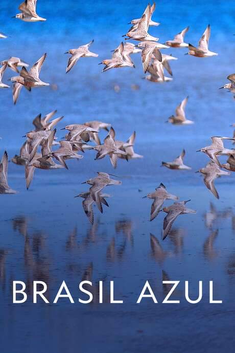 Blue Brazil